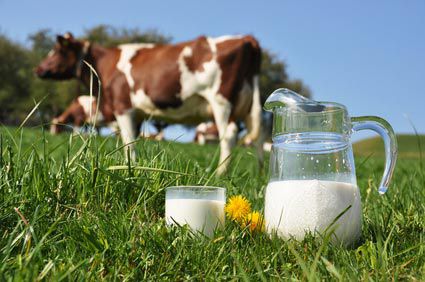 L'allergie au lait de vache