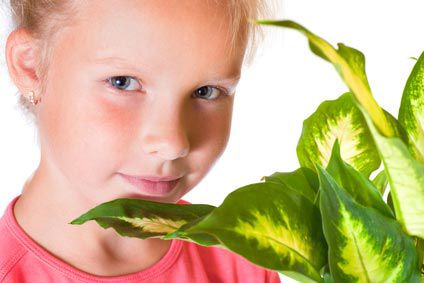 Dans la maison: des plantes toxiques pour bébé !